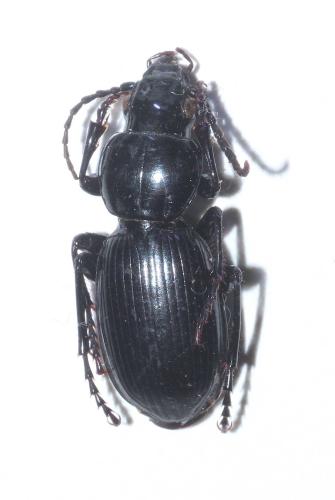 Réf. 295 677 : Pterostichus globosus ebenus